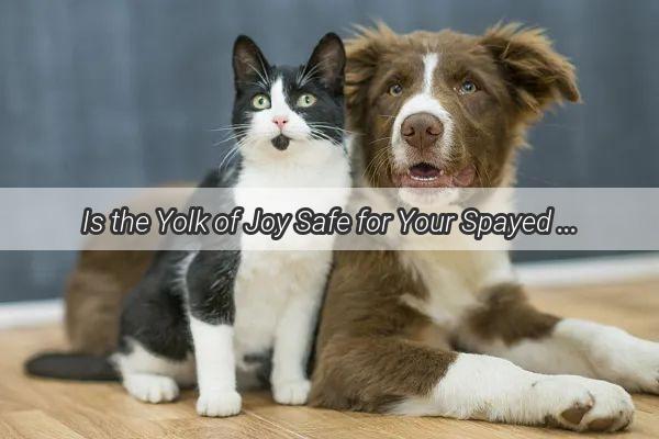 Is the Yolk of Joy Safe for Your Spayed Pup Uncover the Truth About Eggs and Fido